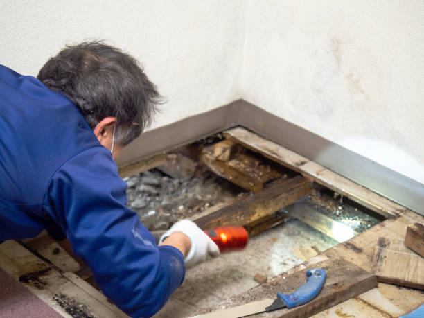 Best Mold Remediation  in Bigfoot, TX