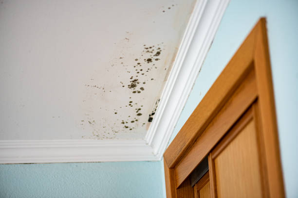 Best Home Mold Removal  in Bigfoot, TX