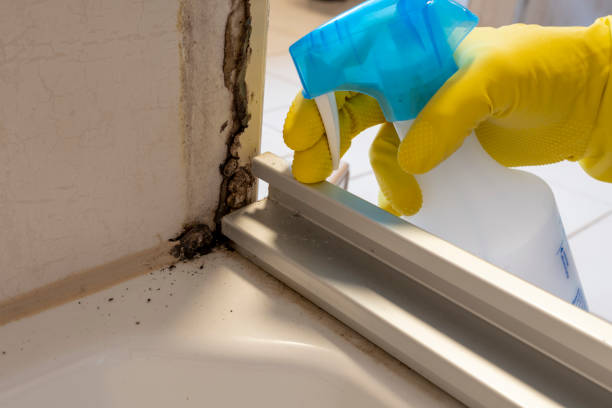 Best Mold Cleaning Services  in Bigfoot, TX
