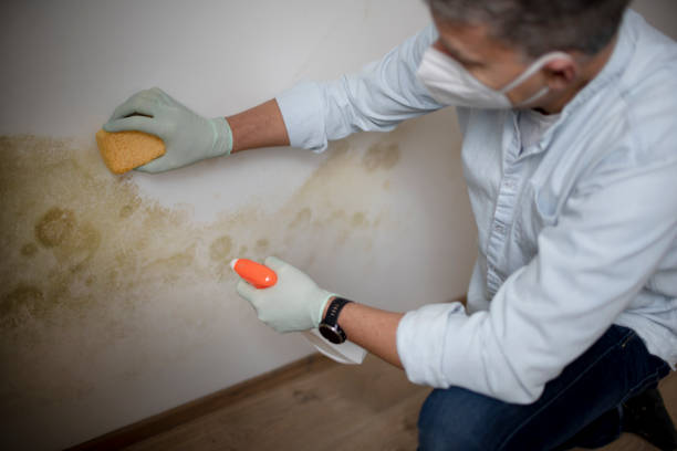 Best Mold Inspection  in Bigfoot, TX