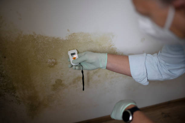 Best Mold Removal Company Near Me  in Bigfoot, TX