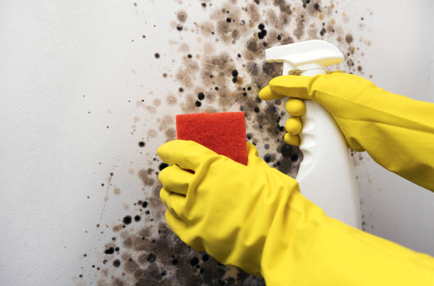 Best Local Mold Removal Service  in Bigfoot, TX