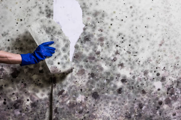Best Fast Mold Removal  in Bigfoot, TX