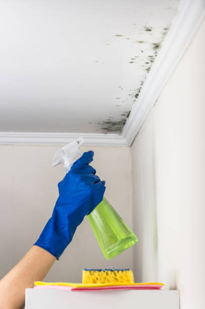 Bigfoot, TX Mold Removal Company