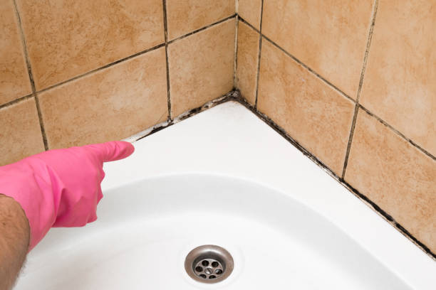 Best Mold Removal Near Me  in Bigfoot, TX